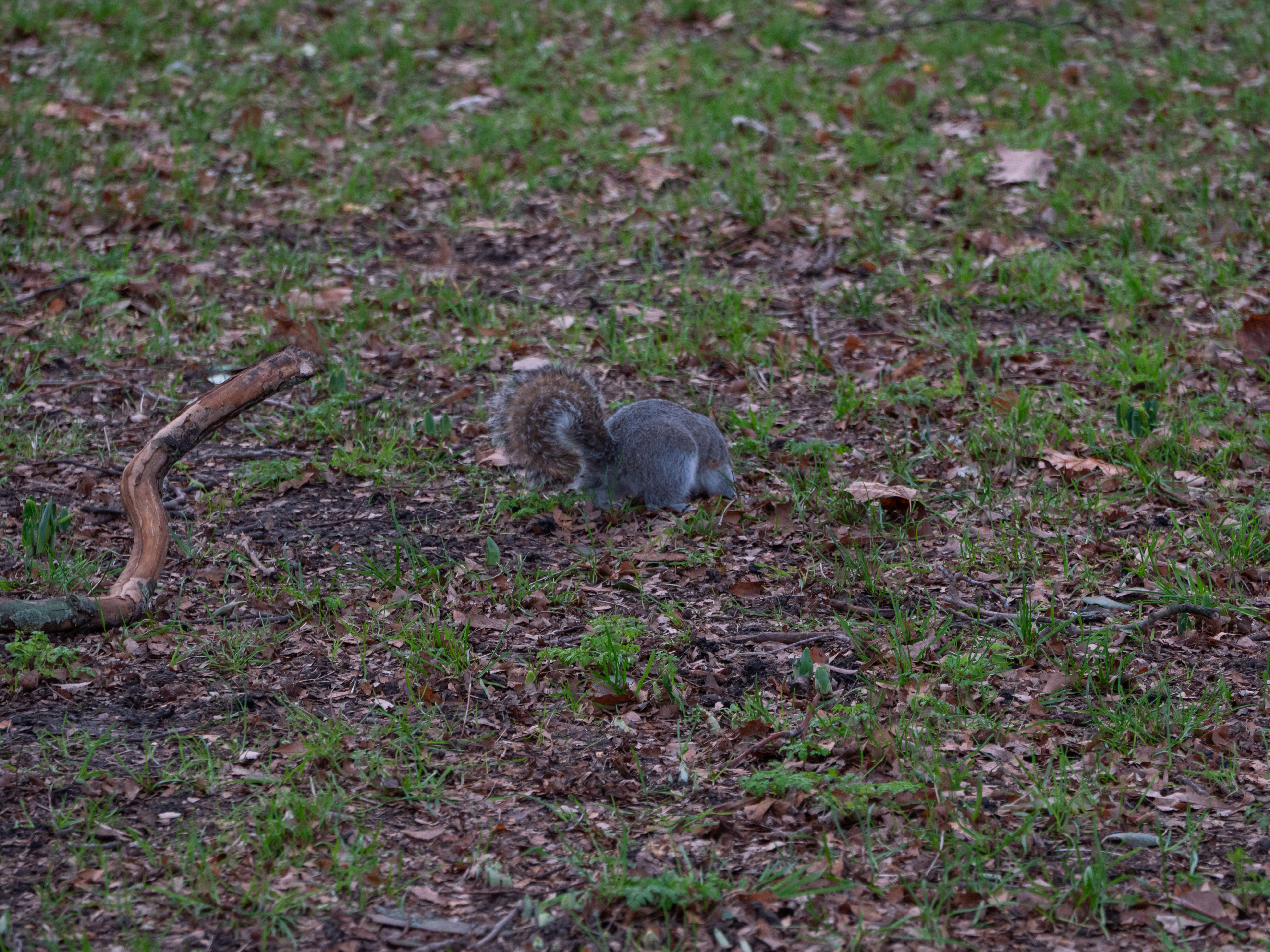 Écureuil dans un parc à Londres